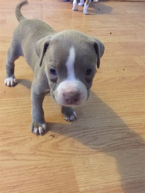 Pets and Animals Saint Louis 350 View pictures American pitbull puppies Blue fawn and blue brindle razor edge blood lines. . Pitbull breeders st louis
